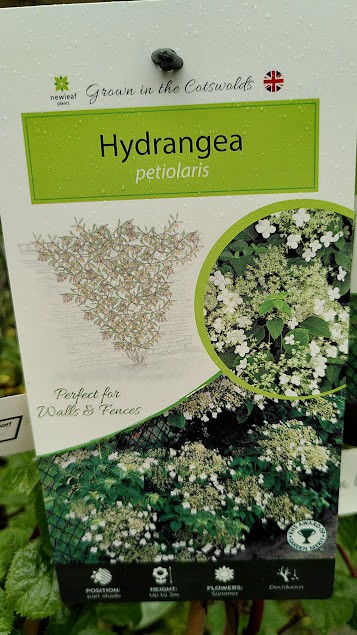 Hydrangea petiolaris