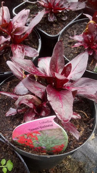 Lobelia fulgens Queen Victoria - 2 litre