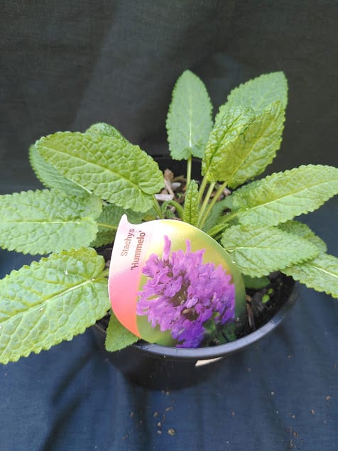 Stachys monieri Hummelo - 2 litre