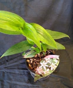 Tricyrtis formosana Pink Freckles - 2 litre