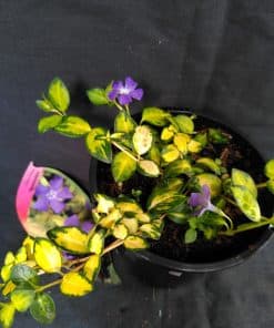 Vinca minor Illumination - 1 litre