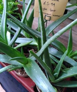 Aloe Vera