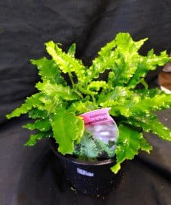 Asplenium angustifolium - 1 litre