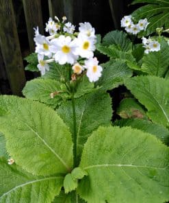 Primula Alba - 2 litre