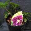 Hellebore Double Purple