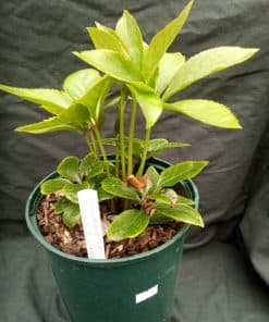 Hellebore Double White Lady - 2 litre