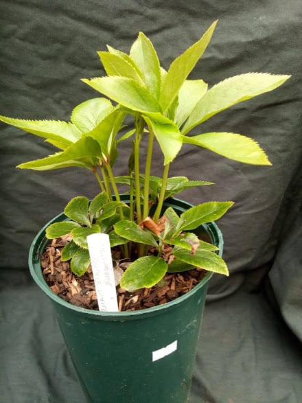 Hellebore Double White Lady - 2 litre