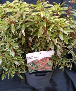 Pieris japonica Flaming Silver