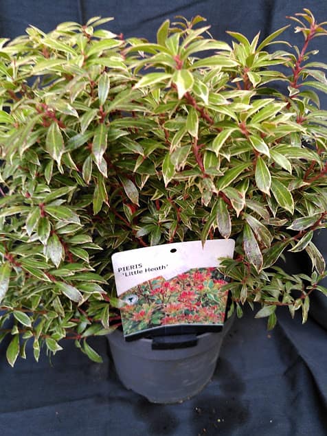 Pieris japonica Flaming Silver