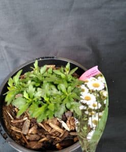 Erigeron karvinskianus Sea of Blossom - 1 litre