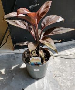 Cordyline Mambo