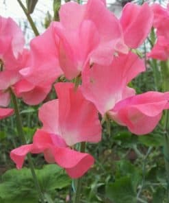 Sweet Pea - Happy Birthday