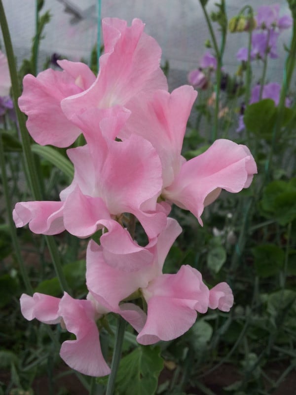 Sweet Pea - Sally Ann