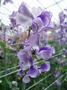 Sweet Pea - Night Sky
