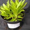 Sweet Williams Indian Carpet Mix - 1 litre