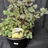 Thalictrum flavum Ruth Lyndon-Bell - 2 litre