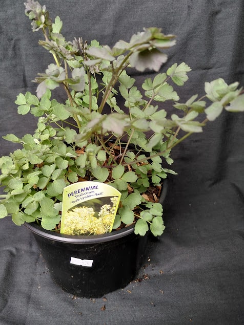 Thalictrum flavum Ruth Lyndon-Bell - 2 litre