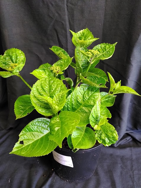 Hydrangea Rotschwanz