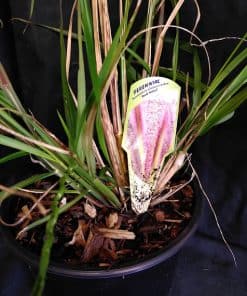 Pennisetum alpoceuroides Red Head - 2 litre