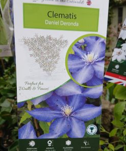 Clematis Daniel Deronda