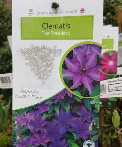 Clematis The President