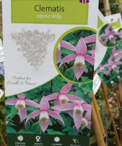 Clematis alpina Willy