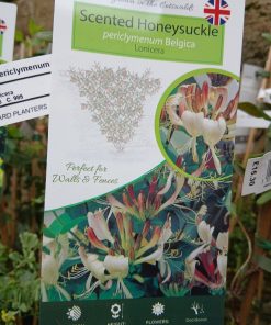 Lonicera periclymenum Belgica