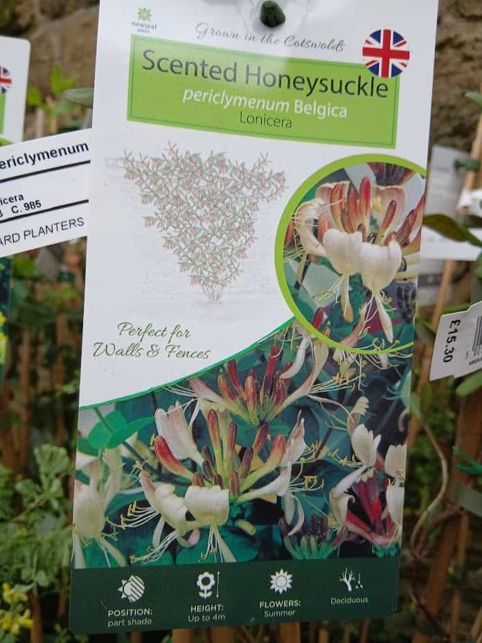 Lonicera periclymenum Belgica