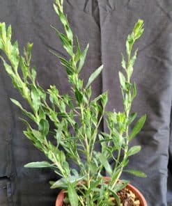 Gaura lindheimerii Summer Breeze - 2 litre