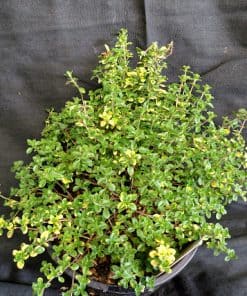Thymus Doone Valley - 1 litre