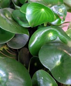 Peperomia raindrop