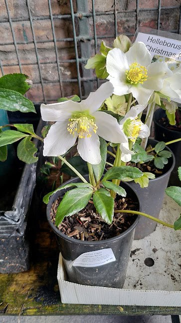 Helleborus Niger - 2 litre