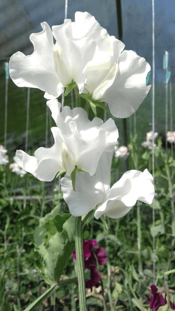 Sweet Pea - Mary Priestley