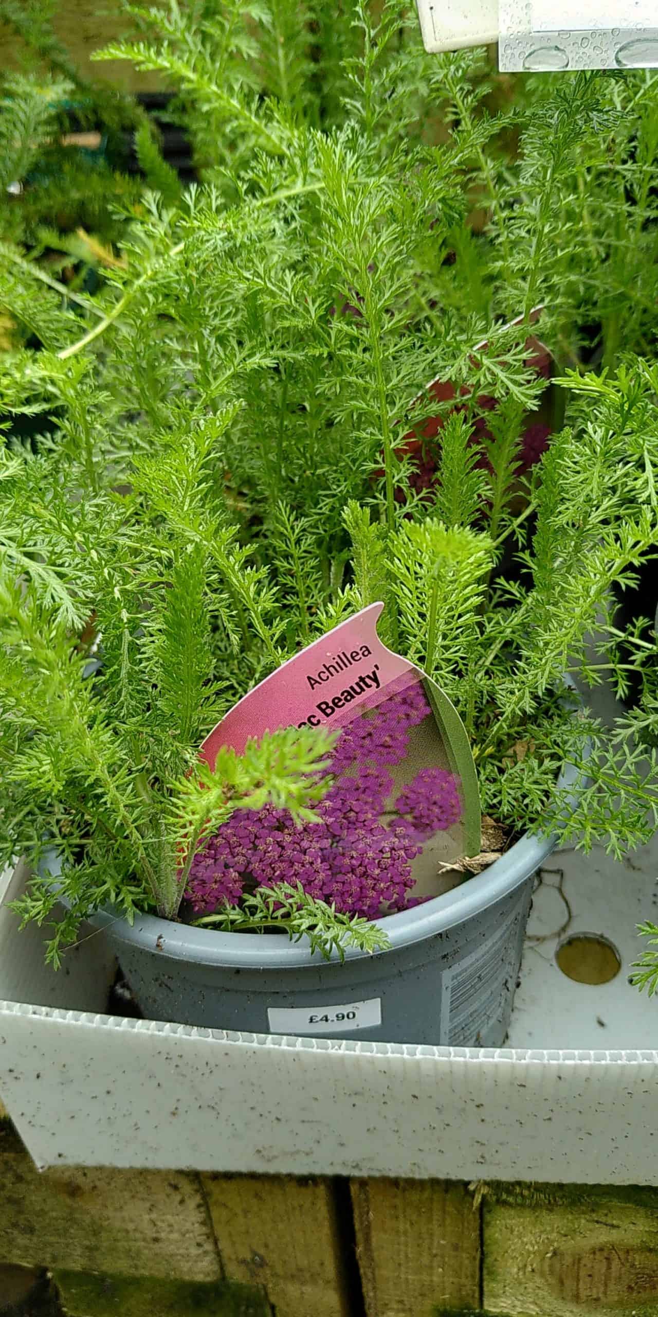 Achillea millefolium Lilac Beauty
