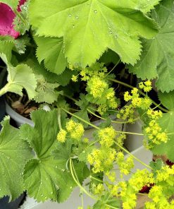 Alchemilla mollis Lady's Mantle -2 litre