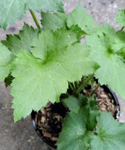 Anemone japonica Queen Charlotte - 2 litre