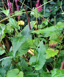 Persicaria amplexicaulis Summer Dance - 3 litre