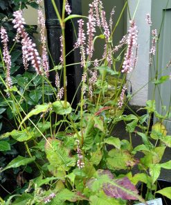 Persicaria amplexicaulis Rosea - 3 litre