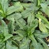 Dipsacus fullonum -teasel -1 litre