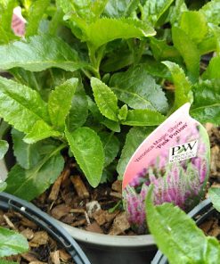 Veronica Magic Show Pink Potion - 2 litre