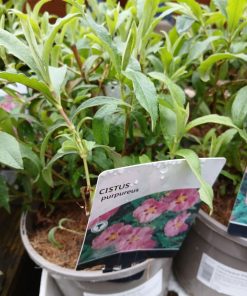 Cistus x purpureus 3 litre