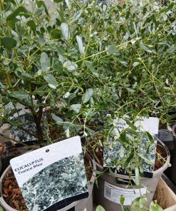 Eucalyptus gunnii France Bleu - 3 litre
