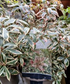 Pieris japonica Little Frosty - 3 litre