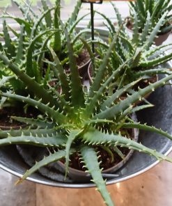 Aloe Arborescens