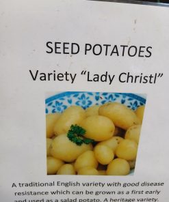 Seed Potatoes Lady Christl