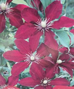 Clematis Niobe