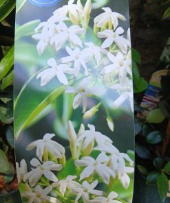 Trachelospermum jasminoides