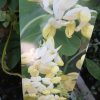 Coronilla glauca Citrina