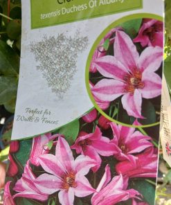 Clematis texensis Duchess of Albany