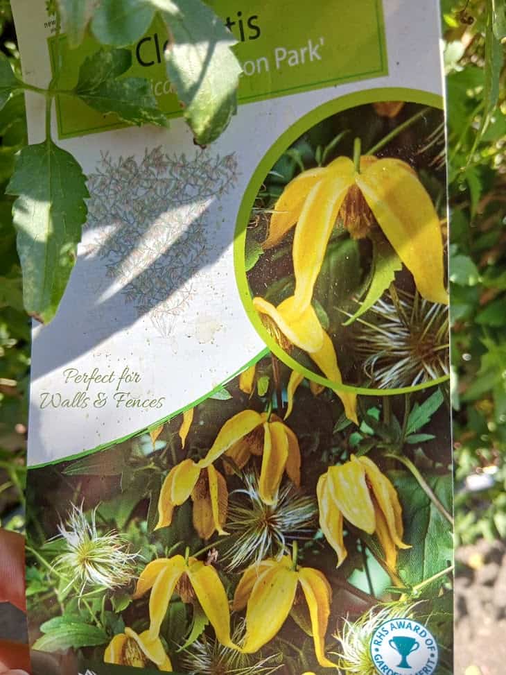 Clematis tangutica